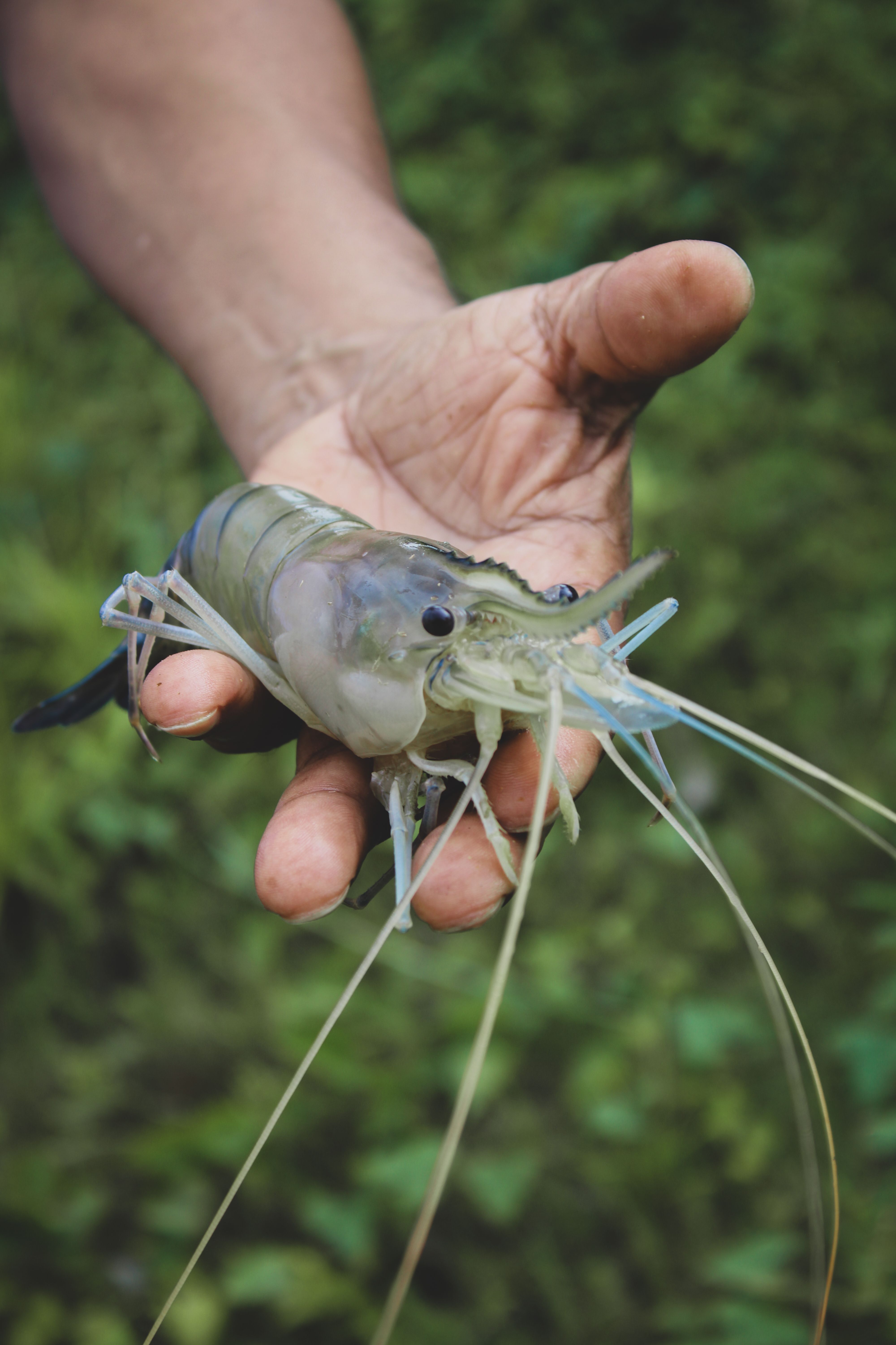 Fresh seafood — Vietnamese seafood sourcing by Vincaro
